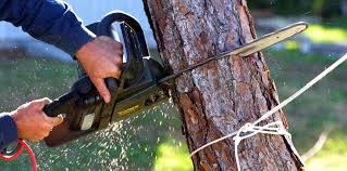 Best Storm Damage Tree Cleanup  in Inverness Highlands South, FL