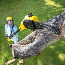 Best Lawn Disease Treatment  in Inverness Highlands South, FL
