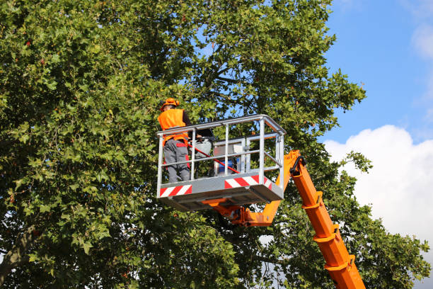 Best Tree Trimming and Pruning  in Inverness Highlands South, FL