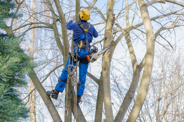 Best Tree Maintenance Programs  in Inverness Highlands South, FL