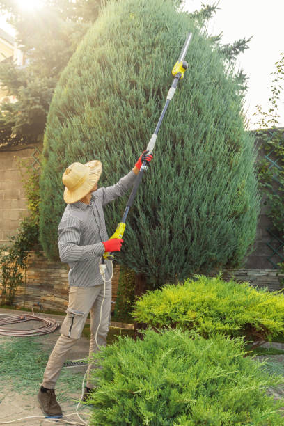 How Our Tree Care Process Works  in  Inverness Highlands South, FL