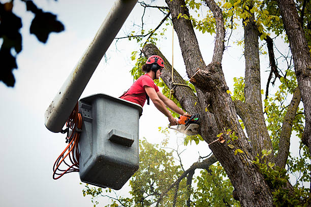 Trusted Inverness Highlands South, FL Tree Services Experts